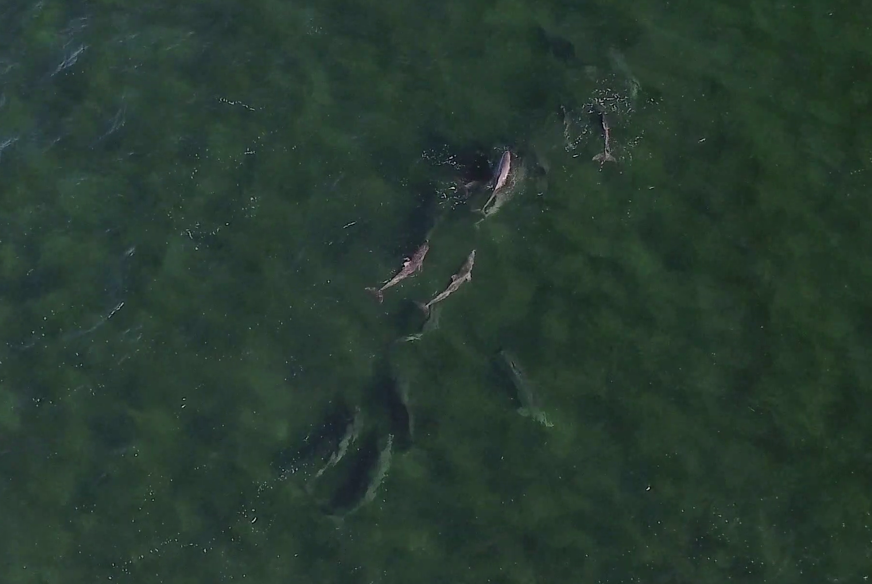 Dolphins provide foraging for seabirds